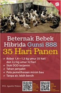 Beternak bebek hibrida gunsi 888 35 hari panen